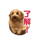 ダップー 日常会話スタンプ（個別スタンプ：9）