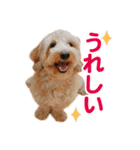 ダップー 日常会話スタンプ（個別スタンプ：10）