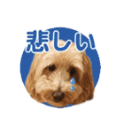 ダップー 日常会話スタンプ（個別スタンプ：11）