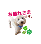 ダップー 日常会話スタンプ（個別スタンプ：15）