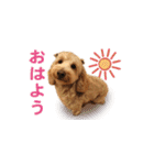ダップー 日常会話スタンプ（個別スタンプ：17）