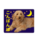 ダップー 日常会話スタンプ（個別スタンプ：19）
