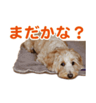 ダップー 日常会話スタンプ（個別スタンプ：23）