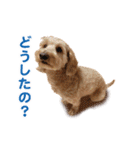 ダップー 日常会話スタンプ（個別スタンプ：25）