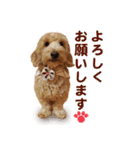 ダップー 日常会話スタンプ（個別スタンプ：28）