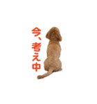 ダップー 日常会話スタンプ（個別スタンプ：30）