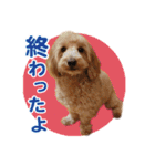 ダップー 日常会話スタンプ（個別スタンプ：34）