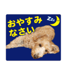 ダップー 日常会話スタンプ（個別スタンプ：37）