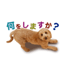 ダップー 日常会話スタンプ（個別スタンプ：40）