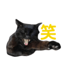 黒猫ジュンジ（個別スタンプ：1）