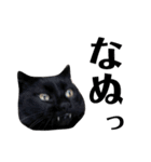 黒猫ジュンジ（個別スタンプ：3）