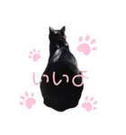 黒猫ジュンジ（個別スタンプ：11）