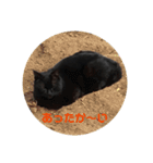 黒猫ジュンジ（個別スタンプ：20）