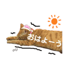 茶トラ猫のななちゃん（個別スタンプ：1）