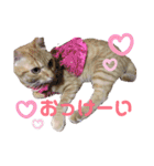 茶トラ猫のななちゃん（個別スタンプ：3）
