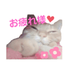 茶トラ猫のななちゃん（個別スタンプ：5）