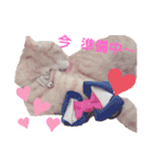 茶トラ猫のななちゃん（個別スタンプ：7）