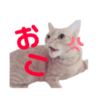 茶トラ猫のななちゃん（個別スタンプ：11）