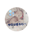 茶トラ猫のななちゃん（個別スタンプ：12）