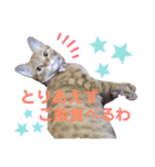 茶トラ猫のななちゃん（個別スタンプ：13）