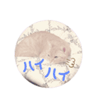 茶トラ猫のななちゃん（個別スタンプ：14）