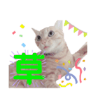 茶トラ猫のななちゃん（個別スタンプ：15）
