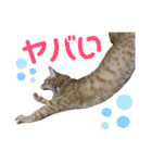 茶トラ猫のななちゃん（個別スタンプ：16）