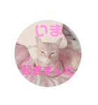 茶トラ猫のななちゃん（個別スタンプ：17）
