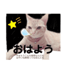茶トラ猫のななちゃん（個別スタンプ：19）