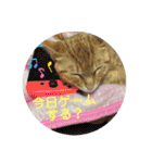 茶トラ猫のななちゃん（個別スタンプ：20）