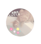 茶トラ猫のななちゃん（個別スタンプ：21）