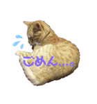 茶トラ猫のななちゃん（個別スタンプ：23）
