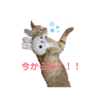 茶トラ猫のななちゃん（個別スタンプ：24）