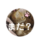 茶トラ猫のななちゃん（個別スタンプ：25）