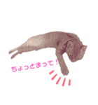 茶トラ猫のななちゃん（個別スタンプ：28）