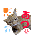 茶トラ猫のななちゃん（個別スタンプ：30）