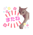茶トラ猫のななちゃん（個別スタンプ：32）