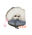 まんまるなトイプードル（個別スタンプ：3）