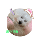 まんまるなトイプードル（個別スタンプ：8）
