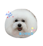 まんまるなトイプードル（個別スタンプ：11）