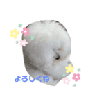 まんまるなトイプードル（個別スタンプ：13）