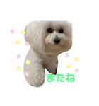 まんまるなトイプードル（個別スタンプ：15）