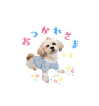 お犬様Dの日常［ほんのり敬語］（個別スタンプ：1）