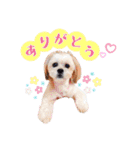 お犬様Dの日常［ほんのり敬語］（個別スタンプ：3）
