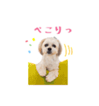 お犬様Dの日常［ほんのり敬語］（個別スタンプ：4）