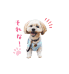 お犬様Dの日常［ほんのり敬語］（個別スタンプ：5）