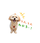 お犬様Dの日常［ほんのり敬語］（個別スタンプ：6）
