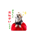 お犬様Dの日常［ほんのり敬語］（個別スタンプ：9）