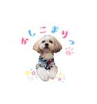 お犬様Dの日常［ほんのり敬語］（個別スタンプ：10）