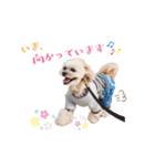 お犬様Dの日常［ほんのり敬語］（個別スタンプ：11）